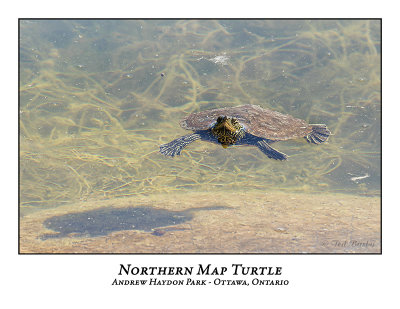 Northern Map Turtle-008