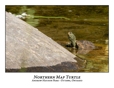 Northern Map Turtle-009
