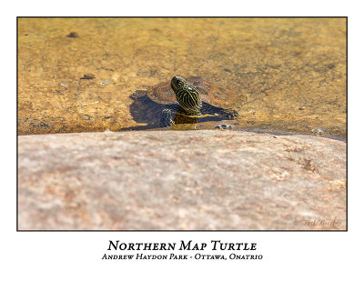 Northern Map Turtle-010