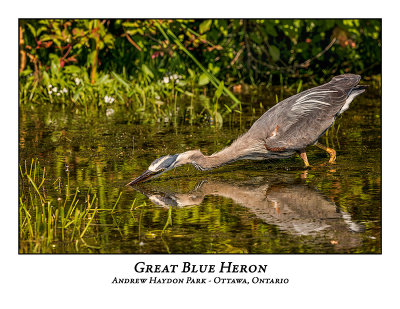 Great Blue Heron-089
