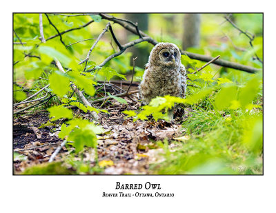 Barred Owl-073