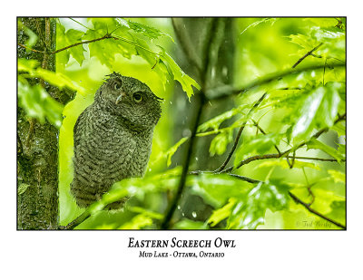 Eastern Screech Owl-066