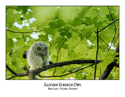 Eastern Screech Owl-067