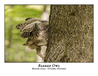Barred Owl-074
