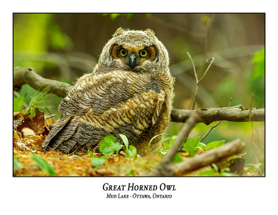 Great Horned Owl-069