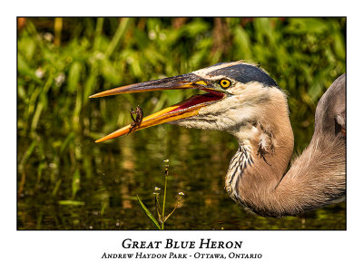 Great Blue Heron-091
