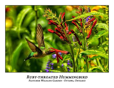 Ruby-throated Hummingbird-015