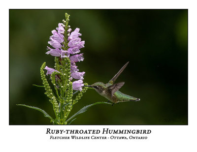 Ruby-throated Hummingbird-016