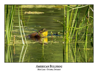American Bullfrog-001