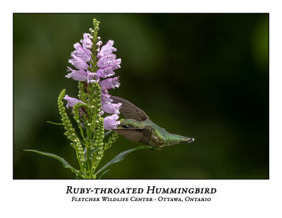 Ruby-throated Hummingbird-017