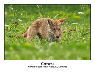 Coyote-004