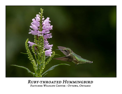 Ruby-throated Hummingbird-020