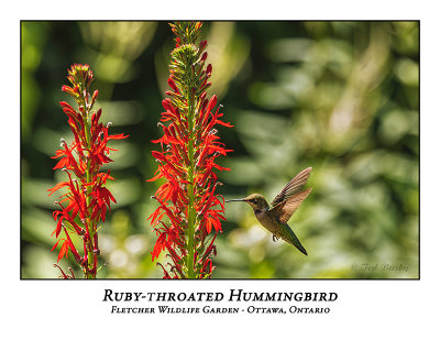 Ruby-throated Hummingbird-021