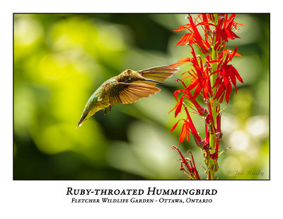 Ruby-throated Hummingbird-022