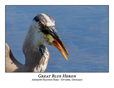 Great Blue Heron-093
