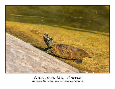 Northern Map Turtle-011