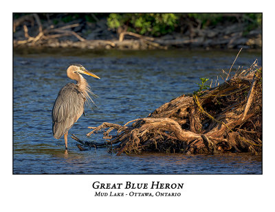 Great Blue Heron-094