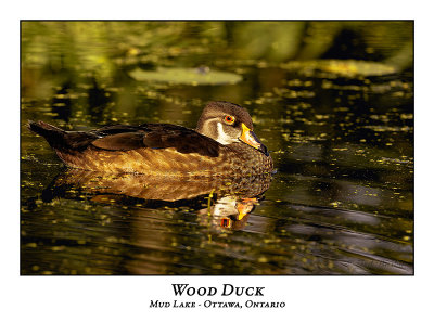 Wood Duck-034