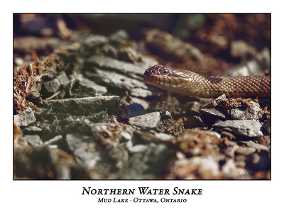 Northern Water Snake-001