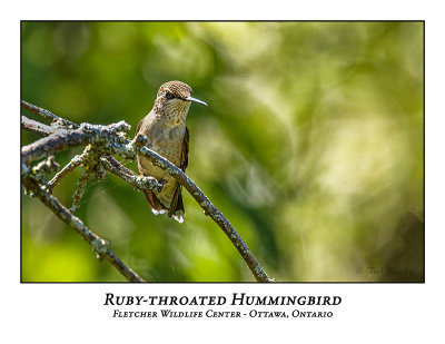 Ruby-throated Hummingbird-023