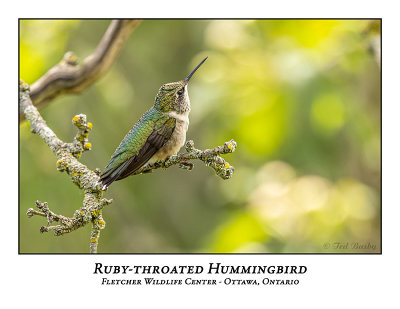 Ruby-throated Hummingbird-024