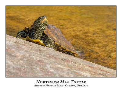 Northern Map Turtle-012