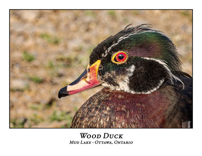 Wood Duck-036