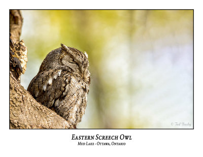 Eastern Screech Owl-068