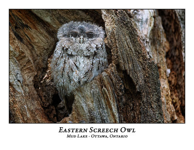 Eastern Screech Owl-069