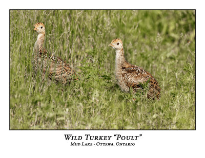 Wild Turkey Poult-020