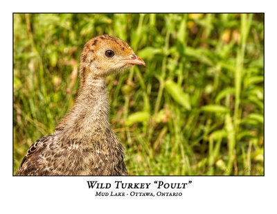 Wild Turkey Poult-021