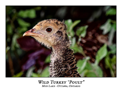 Wild Turkey Poult-022