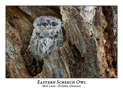Eastern Screech Owl-070