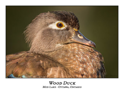 Wood Duck-037