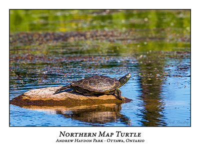 Northern Map Turtles