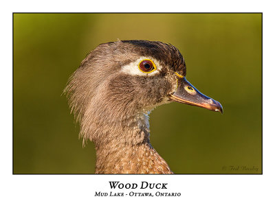 Wood Duck-038
