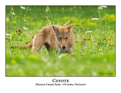 Coyote-005