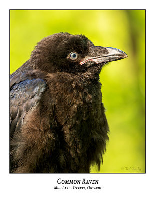 Common Ravens