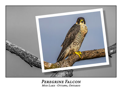 Peregrine Falcon