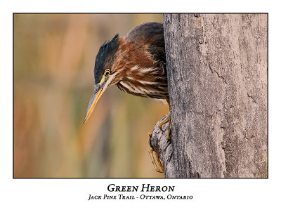 Green Heron-023