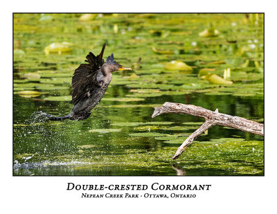 Double-crested Cormorant-017