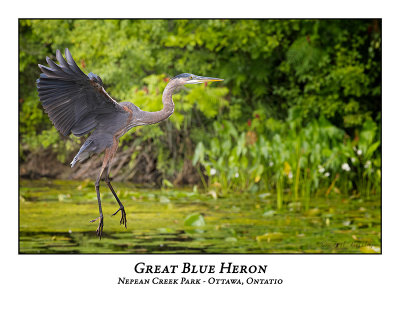Great Blue Heron-095