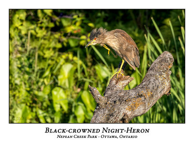 Black-crowned Night-Heron-023