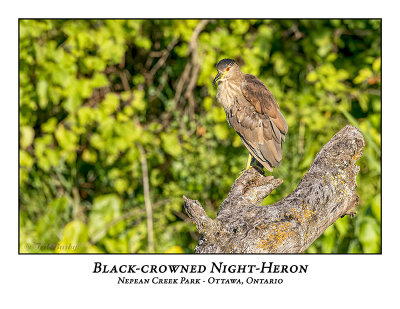 Black-crowned Night-Heron-024