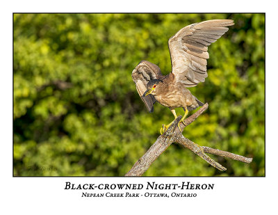Black-crowned Night-Heron-025