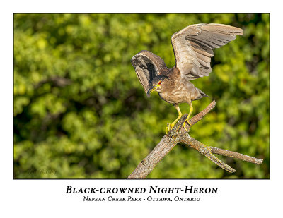 Black-crowned Night-Heron-026