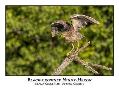 Black-crowned Night-Heron-027