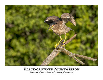 Black-crowned Night-Heron-028