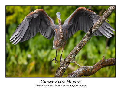 Great Blue Heron-097