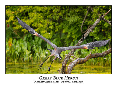Great Blue Heron-098